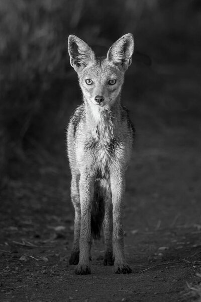 Mono black-backed jackal on track eyeing camera