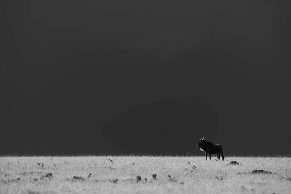 Mono Blue Wildebeest Horizon Stormclouds — Stock Photo, Image