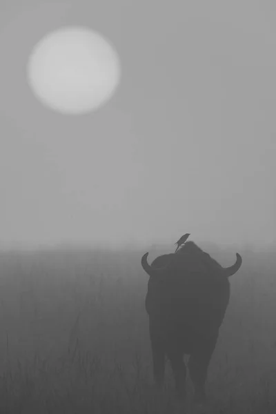 Mono Bird Buffalo Walking Sunrise — Stock Photo, Image
