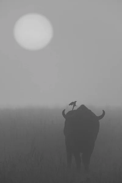 Mono Bird Hops Misty Buffalo Dawn — Stock Photo, Image