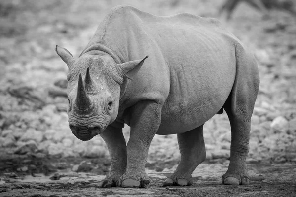 Mono Rinoceronte Negro Por Agujero Agua Viendo Cámara —  Fotos de Stock