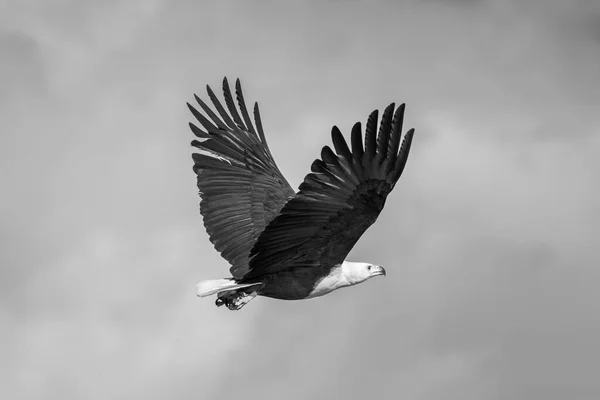 Моно Африканский Орлан Поднятыми Крыльями — стоковое фото