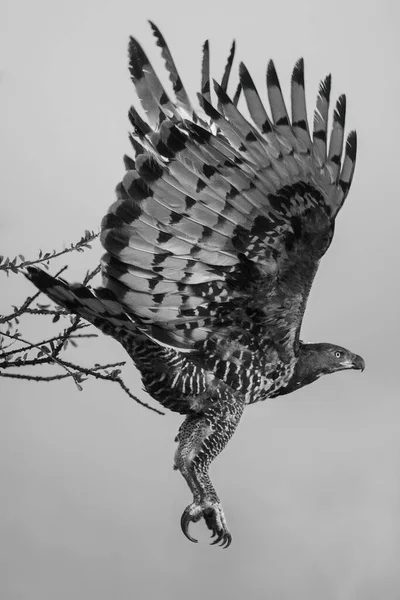 Африканский Орёл Летящий Ветки — стоковое фото