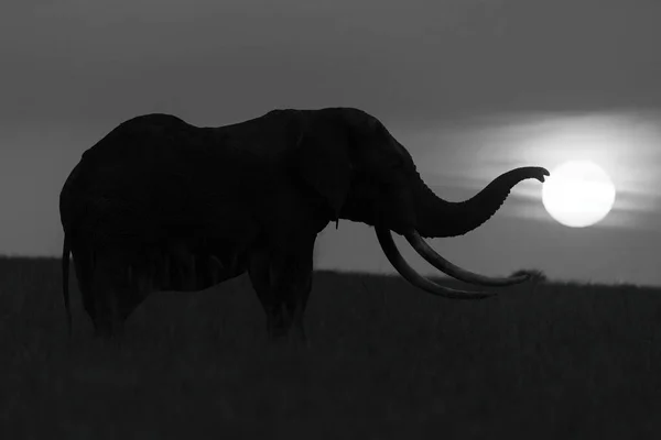 モノアフリカ象のトランクは太陽に触れてシルエット — ストック写真