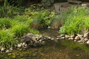 Kayalık akarsu kalın yeşil ağaçlar ile çalışan 