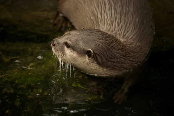 Primo piano della lontra asiatica a artiglio corto che entra in acqua — Foto Stock