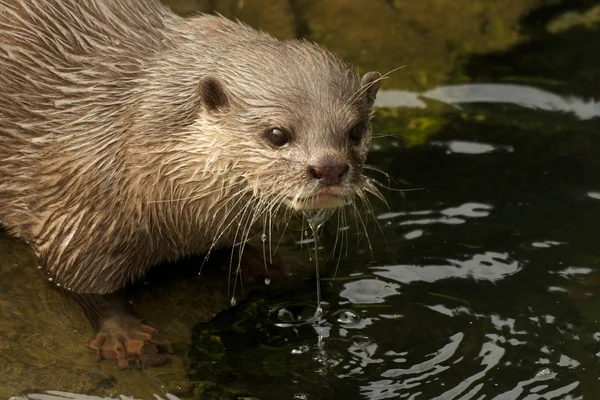 Närbild av droppande våt asiatiska kort-klöst otter — Stockfoto