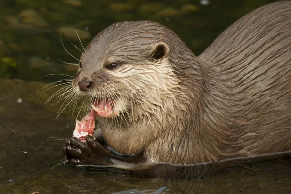 Närbild av asiatiska kort-klöst otter håller fisk — Stockfoto