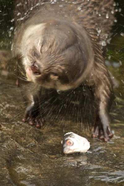 Närbild av asiatiska kort-klöst otter skakar sig — Stockfoto