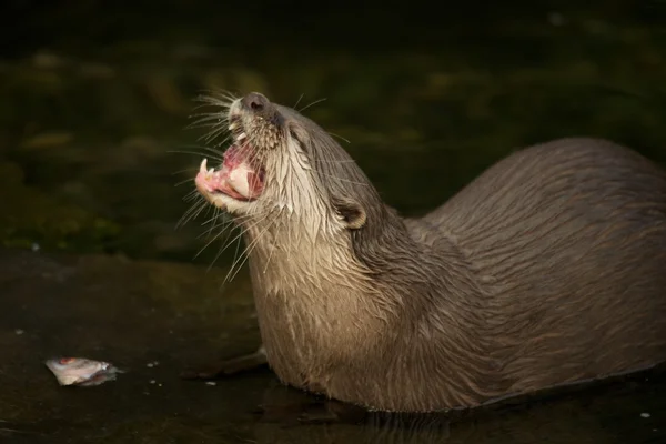 Primo piano della lontra asiatica a artiglio corto che ingoia i pesci — Foto Stock