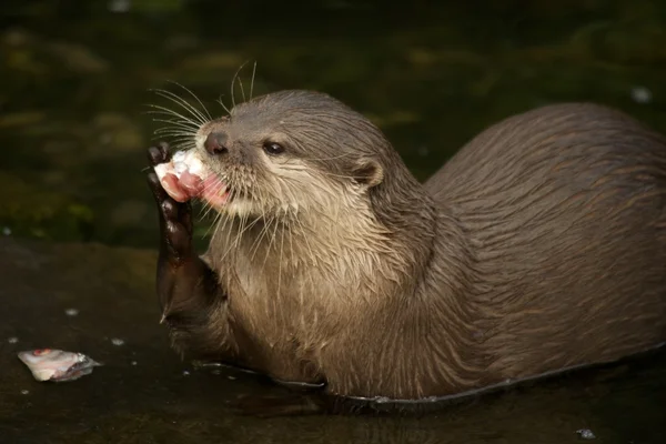 Primo piano della lontra asiatica a artiglio corto che mangia pesce — Foto Stock