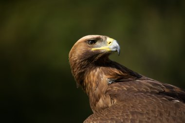 Altın Kartal arka üzerinde seyir Close-Up