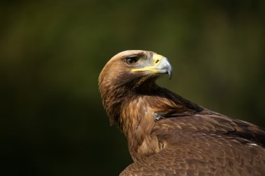 Close-up of golden eagle looking over back clipart