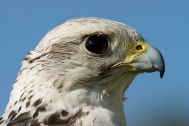 Mavi gökyüzü karşı gyrfalcon kafasını Close-Up