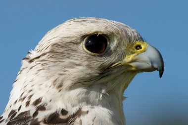 Close-up of gyrfalcon head against blue sky clipart