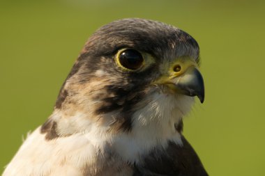 Peregrine falcon kafa tam karşı karşıya Close-Up