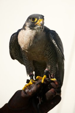 Peregrine falcon Şahinle eldiven üzerinde Close-Up