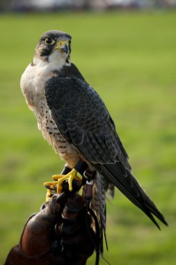 Peregrine falcon deri eldiven üzerinde Close-Up