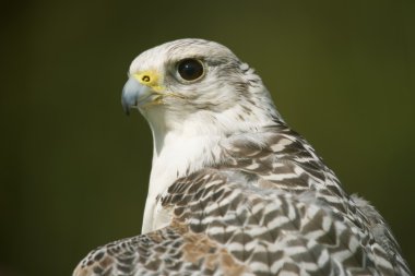 Güneşli gyrfalcon baş ve boyun Close-Up