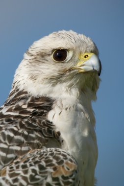 Mavi gökyüzü karşı beyaz gyrfalcon Close-Up