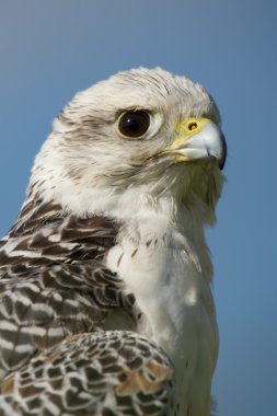 Close-up of white gyrfalcon against blue sky clipart