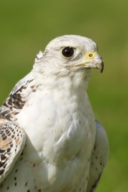 Close-up of white gyrfalcon staring into distance clipart