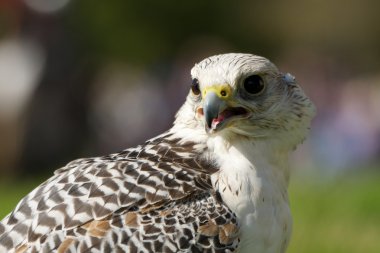 Gaga ile beyaz gyrfalcon Close-Up açın