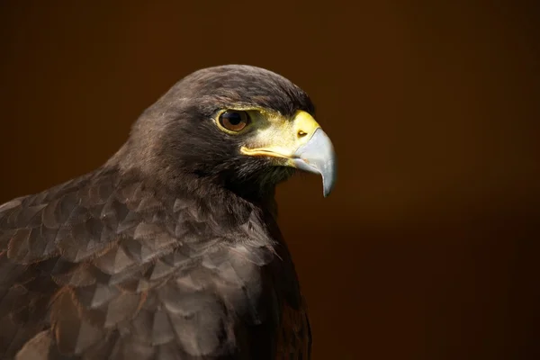 Close-up van Harris hawk tegen bruine achtergrond — Stockfoto