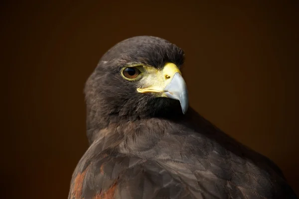 Close-up van Harris hawk kijken over de schouder — Stockfoto