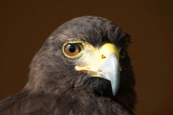 Nahaufnahme des Harrisfalken, der in die Kamera starrt — Stockfoto