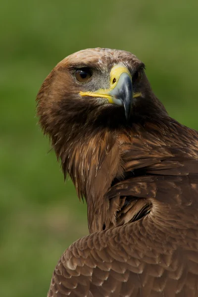 金色の鷲の頭と首のクローズ アップ — ストック写真