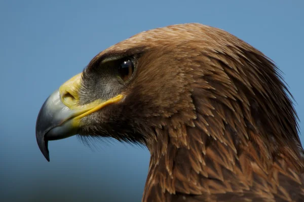 Close-up of golden eagle head staring downwards — Stock Photo, Image