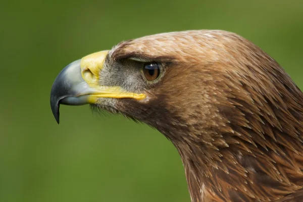 Close-up of golden eagle head looking left — Stock Photo, Image