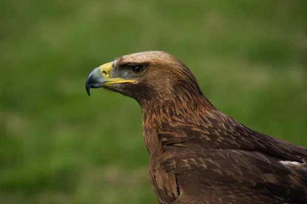 Primer plano de águila real en campo herboso —  Fotos de Stock