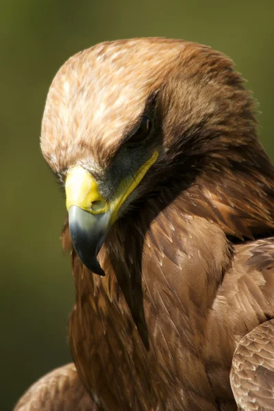 Close-up de águia dourada com a cabeça para baixo — Fotografia de Stock