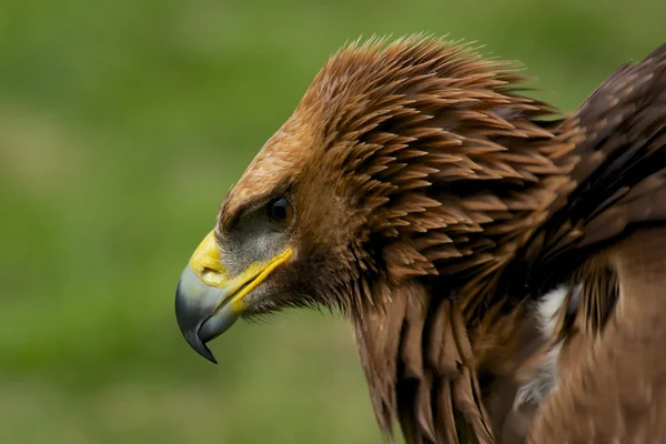 Close-up of golden eagle with ruffled feathers — Stock Photo, Image