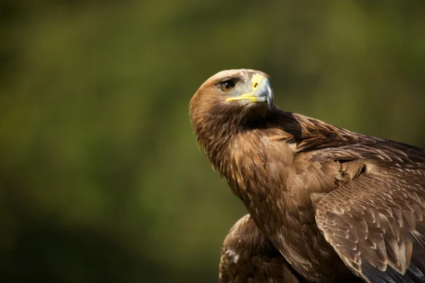 Close-up of golden eagle with head turned — Stock Photo, Image