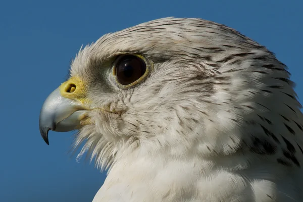 Close-up of gyrfalcon head with blue sky — Stock Photo, Image