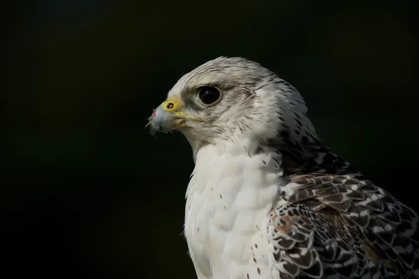 Close-up of gyrfalcon with food on beak — Stock Photo, Image