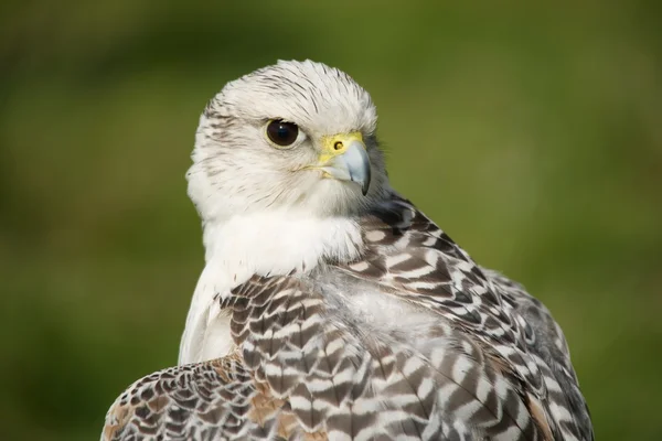 Gros plan du faucon gerfaut avec la tête tournée vers l'arrière — Photo