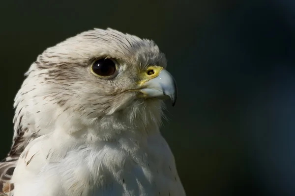 Gros plan de la tête du faucon gerfaut de profil — Photo