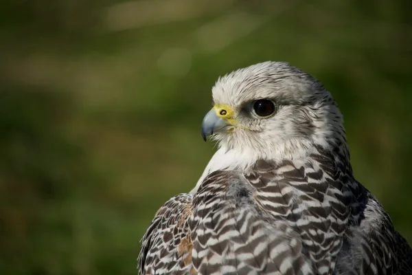 Close-up of head and wings of gyrfalcon — Stock Photo, Image