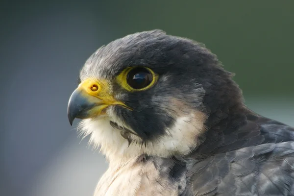 Primer plano de la cabeza de halcón peregrino mirando a la izquierda — Foto de Stock