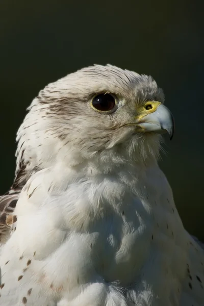 Gros plan de la tête du faucon gerfaut levant les yeux — Photo