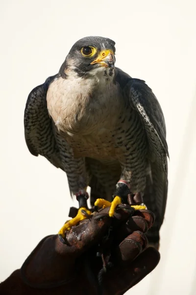 Primer plano del halcón peregrino sobre el guante de cetrería —  Fotos de Stock