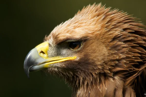 Närbild av ruggig huvudet av kungsörn — Stockfoto