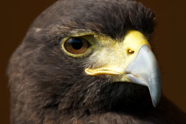 Detail sluncem Harris Hawk přímo — Stock fotografie