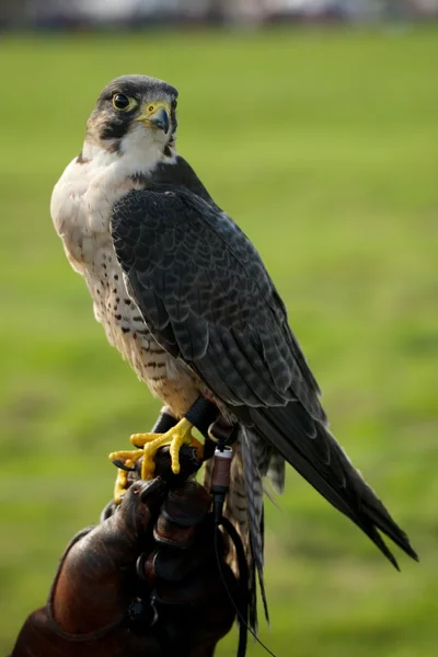 Close-up of peregrine falcon on leather glove — Stock Photo, Image