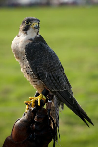 Close-up of peregrine falcon on leather glove
