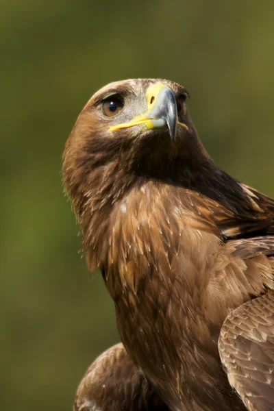 Primer plano del águila dorada iluminada por el sol desde abajo —  Fotos de Stock